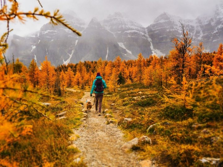 Tips for hiking with pets