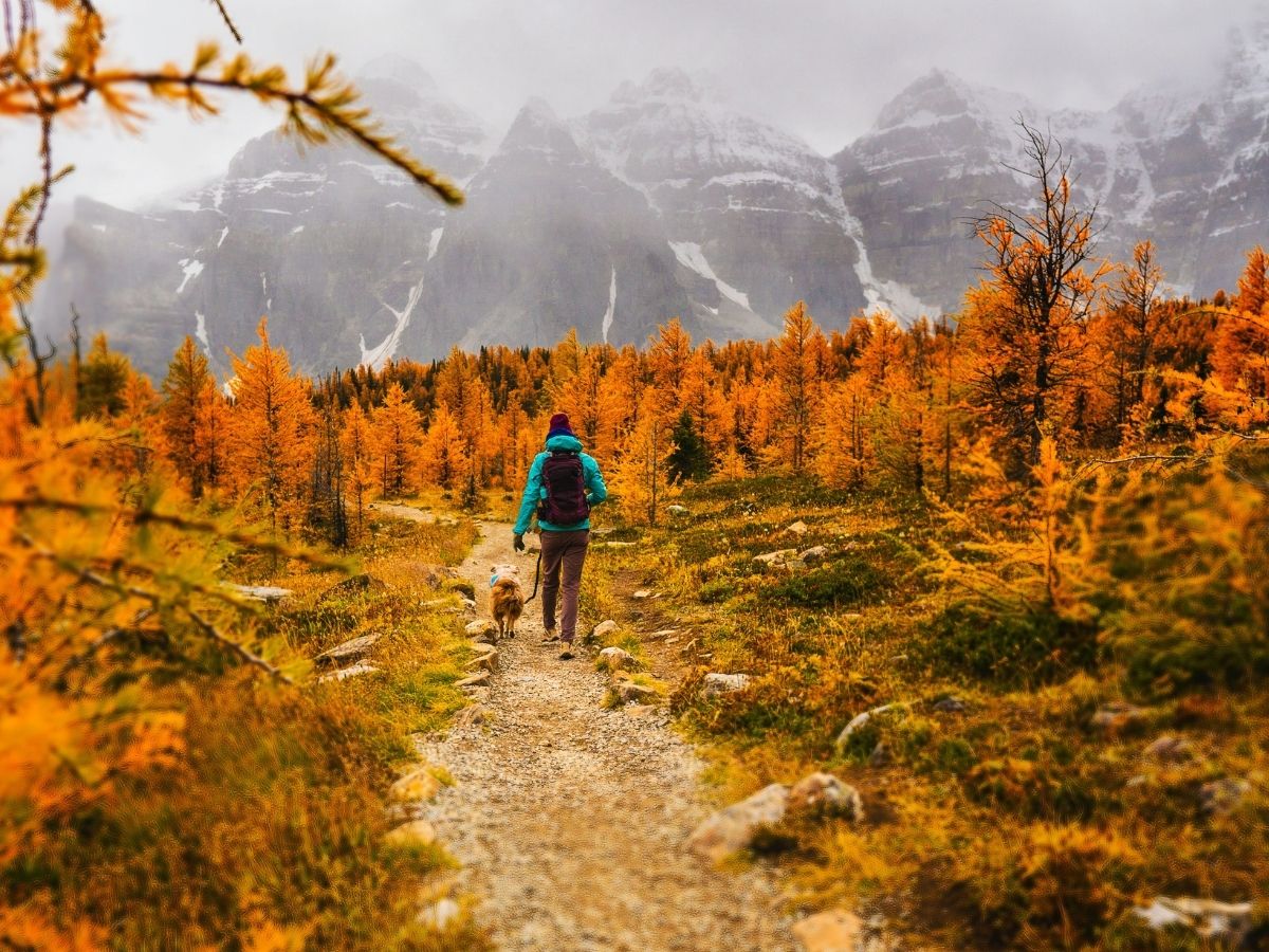 4 Tips for Hiking with Pets and what to prepare