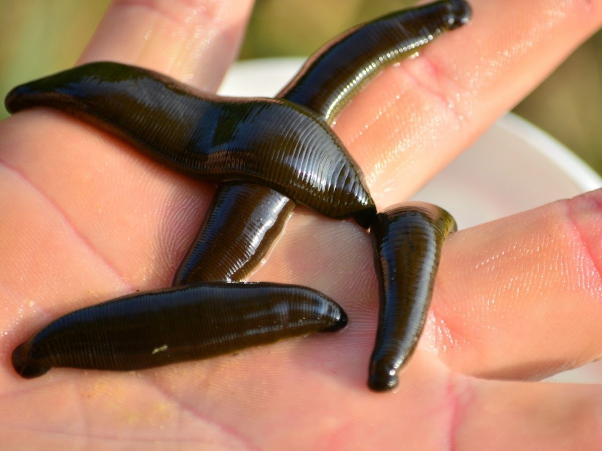 How to Fight Leeches in the Forest – Tips and Tricks Every Trekker Needs to Know