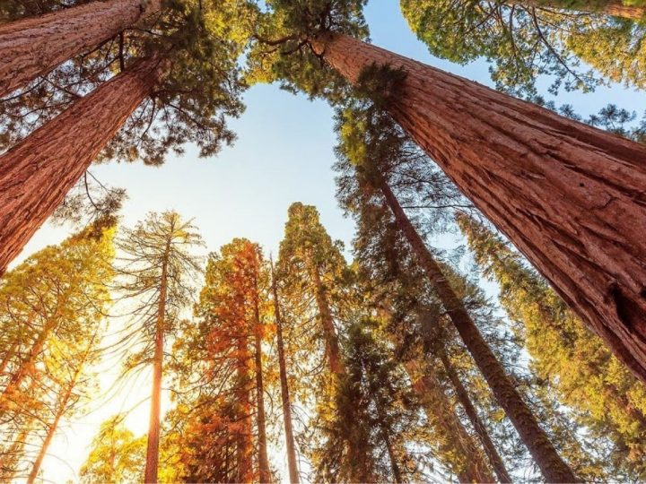 Sequoia & Kings National Park – Important Guide Details for All