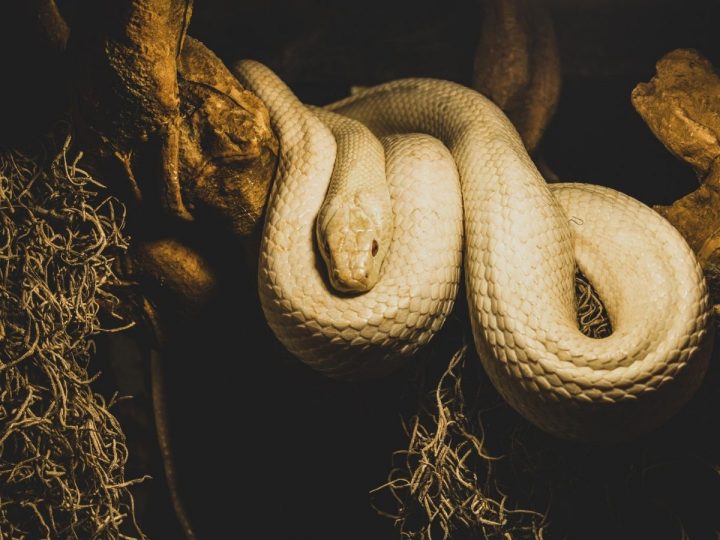 hiking and how to identify venomous snakes