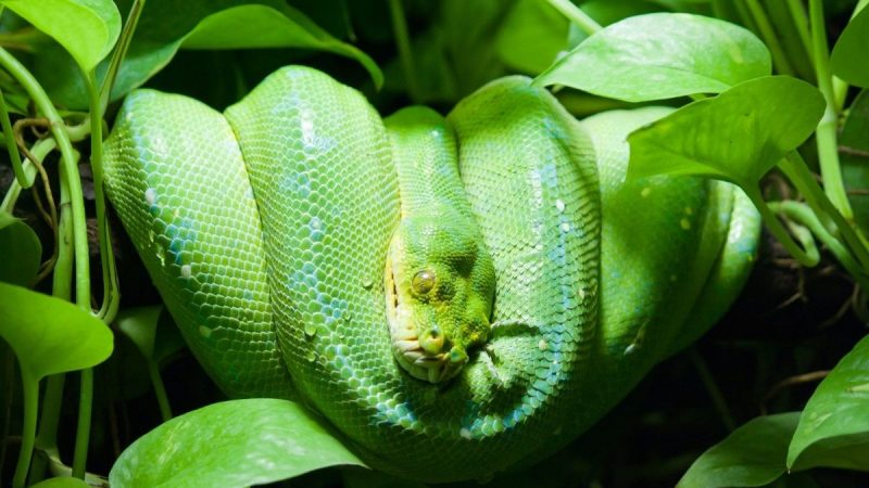 6 Amazing Ways to Deal with Snakes while Hiking