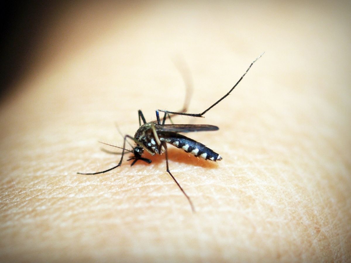 How to Treat Bug Bites on Legs?